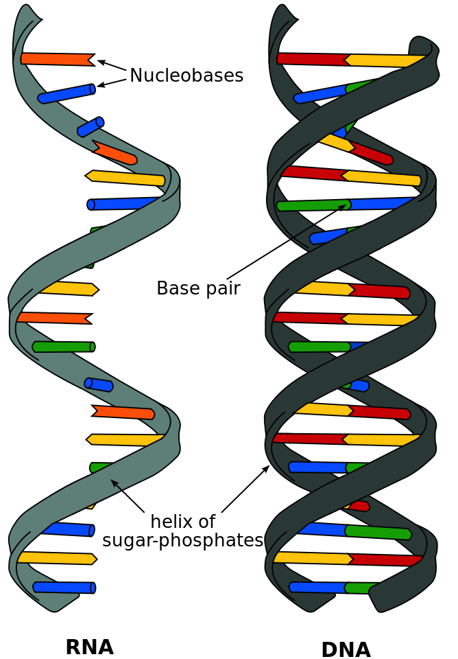 rna dna